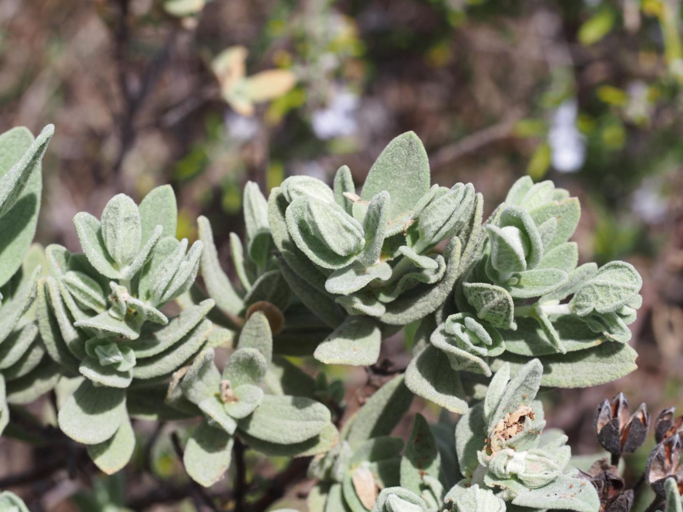 Cistus, Grey-leaved leaf